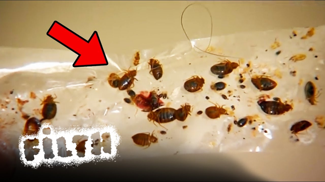 UK Bed Bug Infestation! - Pest Control Pete Emergency Call | Filth