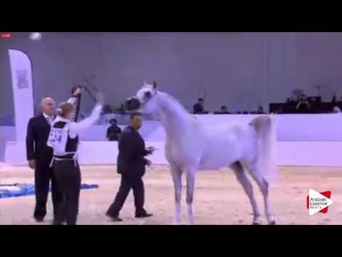 N.224 JUWEL OS - Dubai 2016 - Stallions 7-9 years old (Class 13)