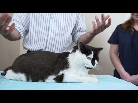 Why do cats have a camel bump after being given subcutaneous fluid?