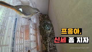 양봉장 박스에 집짓고 알낳아버린 새. 우짜지