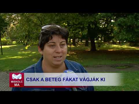 Videó előnézet