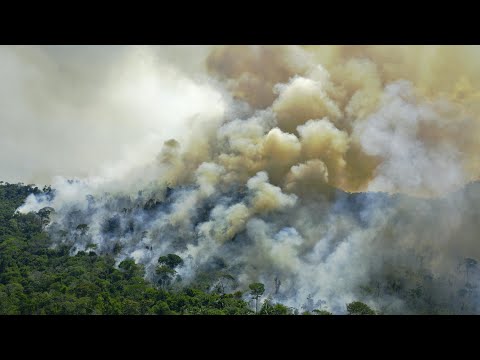 Brasiliens Regenwald wird in Rekordtempo zerstört | AFP