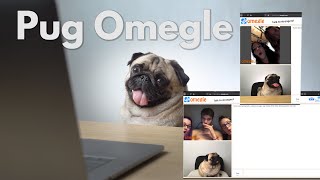 Pug Omegle
