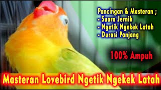 Download lagu Pancingan Masteran Lovebird Latah Ngekek Durasi Pa... mp3