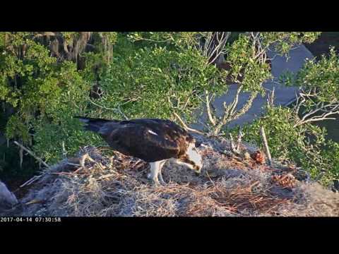 Fresh Fish Friday on Savannah Osprey Cam – Apr. 14, 2017