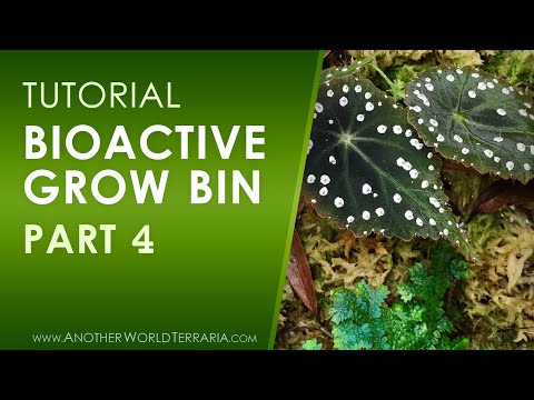 Bioactive Grow Bin Tutorial - Part 4