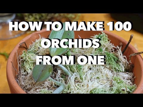 , title : 'How to Make 100 Orchids From One Without Keiki Paste'