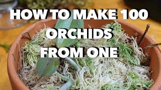How to Make 100 Orchids From One Without Keiki Paste