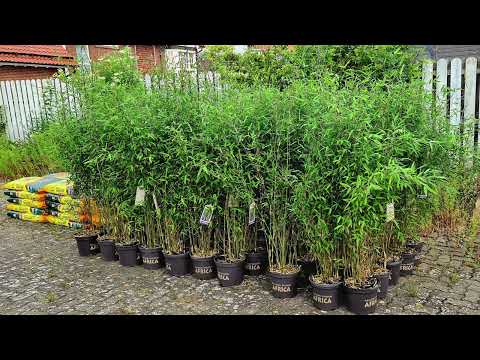 Dein Gartencoach-Bambbushecke