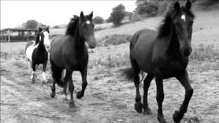 PJ Harvey - Horses in my Dreams