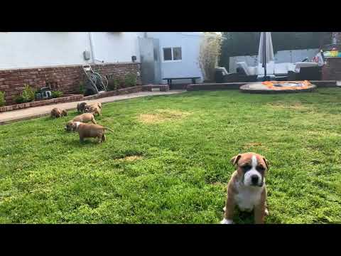 Cutest pitbull puppies all feeding while mom walks