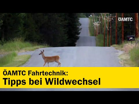 Sicher im Herbst - Tipps bei Wildwechsel | ÖAMTC Fahrtechnik