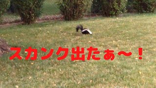 スカンク in Chicago