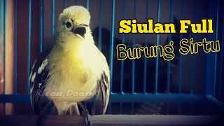 Download lagu Siulan Full Buat Masteran Burung Sirtu / Cipoh mp3