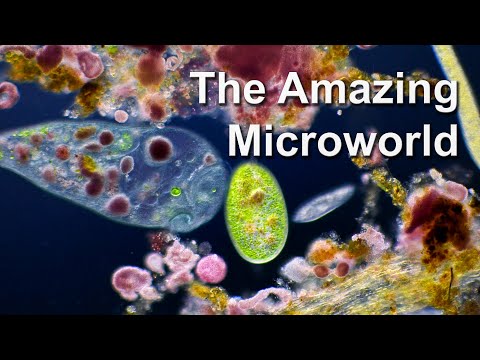 Microscopic Life In A Drop Of Water