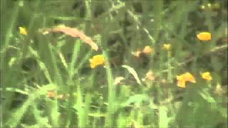 Speak From Your Heart