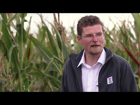 Breeding Timeline   Gelber Badischer Landmais