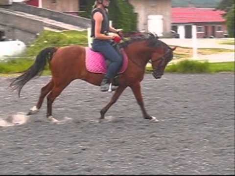 Orbee Forest kat.2 ponni f.08 til salgs