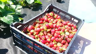 Клубника Мара де Буа: отзывы, описание сорта, фото, видео, отзывы ...