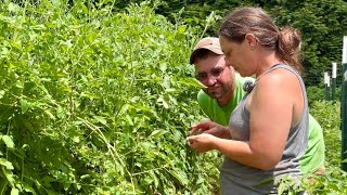 Turn Your Weeds into Food || Harvesting, Planting, and Porch Talk || July 2025