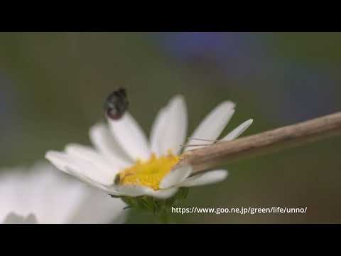 ルリマルノミハムシのジャンプ　250倍スローモーション