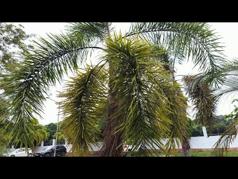 Dil Me Ho Tum Aankho Me Tum 😍🤩 #trending #nature #live