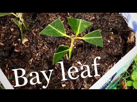 Propagating Bay Leaf from cuttings