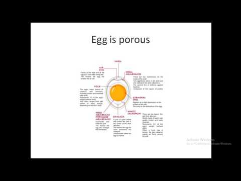 EGG Explained: Structure, Composition, Proteins & Quality – Complete Guide!