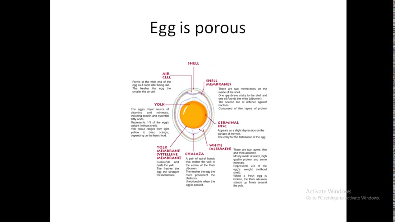 EGG Explained: Structure, Composition, Proteins & Quality – Complete Guide!