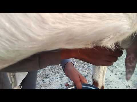 How to milk a goat sound