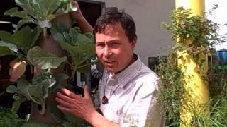 Grow a Patio Vegetable Garden with 14 Crops in 2 Square Feet - The Garden Stick