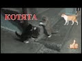 Котята - Весёлые зверята! 