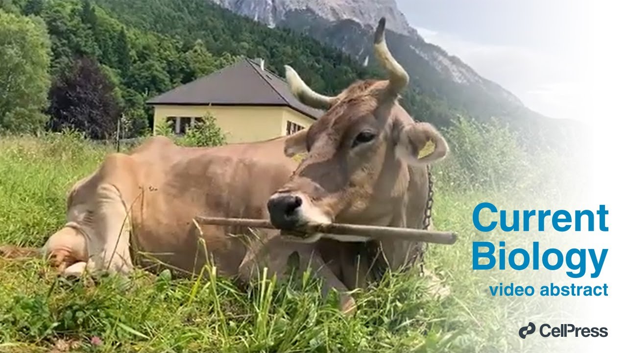 Current Biology誌によるベロニカの道具使用研究の解説動画