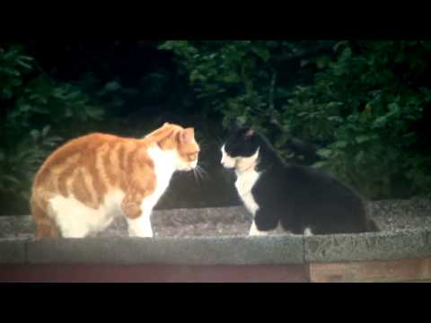 Stalin-Attenborough - Cat Fight