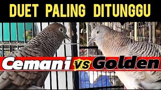 Download lagu Perkutut Cemani Gacor Vs Perkutut Golden Gacor mp3 Download lagu Perkutut Cemani Gacor Vs Perkutut Golden Gacor mp3