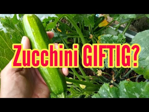 , title : 'Zucchini giftig?! Zucchini selbst anbauen und ernten kann das Giftig sein?'