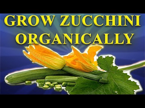 , title : 'How to grow ZUCCHINI 💚I grow zucchini organically I complete guide for growing Zucchini'