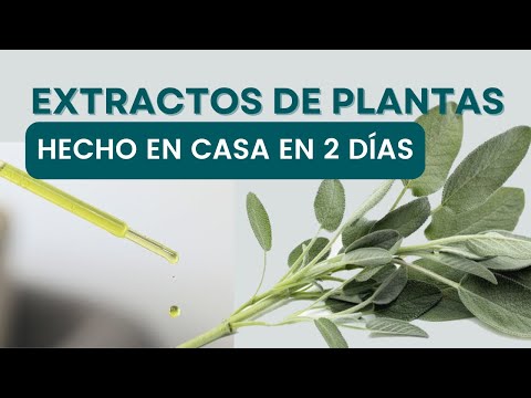 Making Plant Extracts Quickly at Home - Sage with the Freya Method