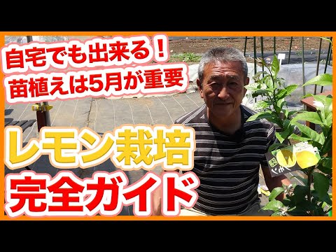 鉢植えのレモンの木はどのくらいの温度に耐えることができますか?冬に取り込んだほうがいいでしょうか？  庭園