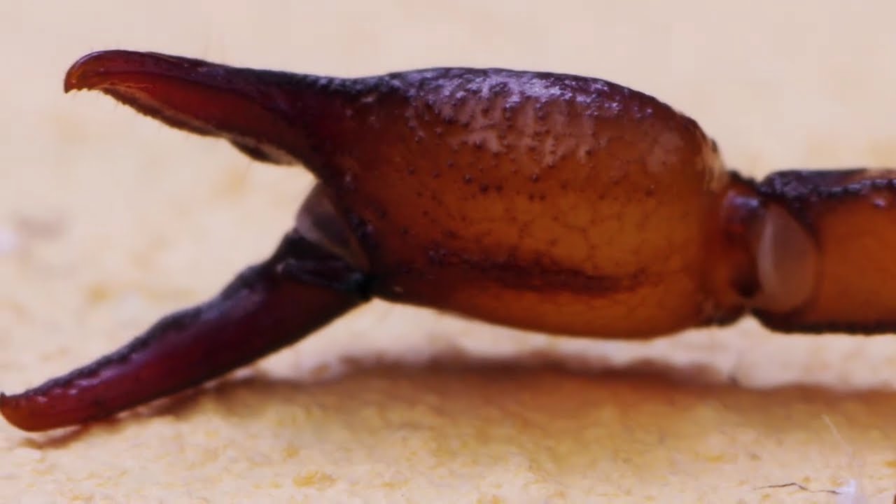 TOP 10 INSECT MEETINGS #3