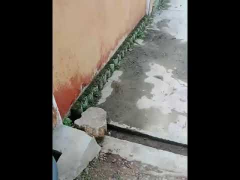 Memories CESSEY ROTWAILLER