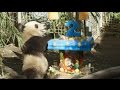 Большая панда зоопарка Сан-Диего отмечает день рождения 45-килограммовым тортом ...