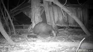 Badger poo !