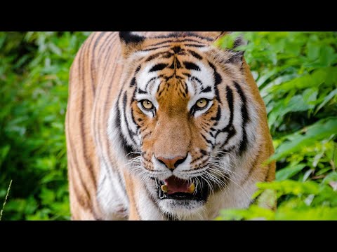 Ultimate Wild Animals / Pet Animals Video / Relaxing Music