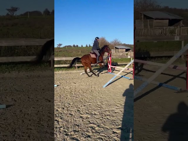 Jument pur sang 6 ans 