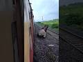 Elephant Accident Aesthetic Wildlife Elephante Wildpredator Animals Nature