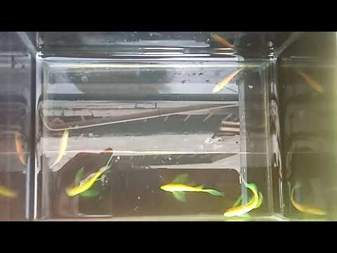 Highfin Danio top view