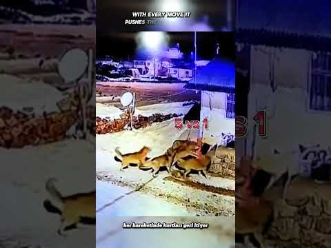6 WOLF VS 1 TURKISH KANGAL