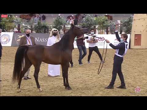 N 342 JALMOOD UMM ALUDHAM   23rd Qatar National Arabian Horse Show   Colts 3 Years Old Class 8