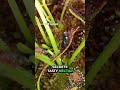 How Carnivorous Plants Eat - Sundew